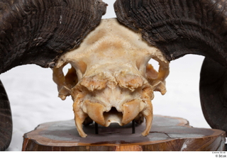 Skull Mouflon Ovis orientalis head skull 0014.jpg